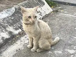 A beige cat