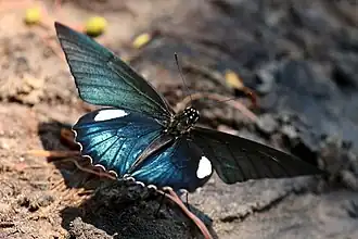 B. b. belus male Cristalino River, Southern Amazon, Brazil
