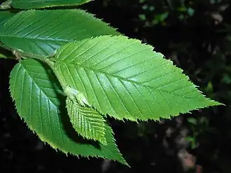 Leaves