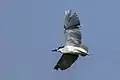 Adult in flight, Cyprus