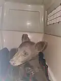 An injured black bear cub injured in the fire and rescued in Markleeville on July 25.