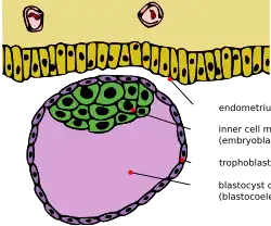 Blastocyst