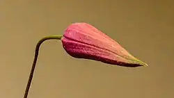Flowerbud, Princess Diana variety
