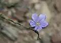 The inflorescence is a terminal open raceme.[5]