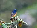 Male at Mailee Thaatch (10,500&nbsp;ft.) in Kullu-Manali District. of Himachal Pradesh, India