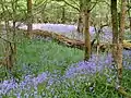 Roydon Woods