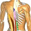Bones and muscles.