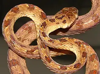 Dorsal view