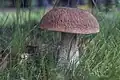 Boletus edulis, also known as "cep", an edible wild bolete found in Europe
