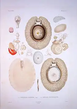 Molluscs