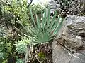 Single bulb growing chasmophytically on dolomitic limestone in light shade
