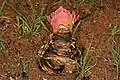 Same bulb, flatways, showing inflorescence sandwiched by broad bracts