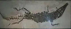 Topside view of a crocodile skeleton