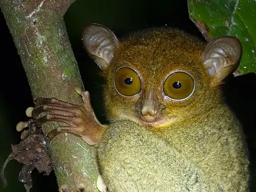 Cephalopachus bancanus borneanus