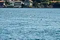 Pack of swimmers at the 2016 Swim.