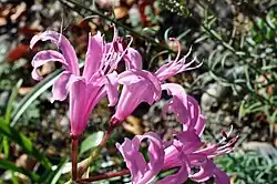 D. N. mansellii
