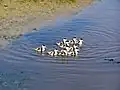 Ducklings on Borkum (Germany)