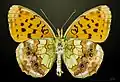 Ventral side