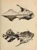 Cranium from Wookey Hole, now in Taunton Museum