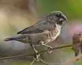 Immature bird