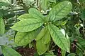 Leaves
