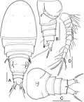 Bryocyclops asetus female