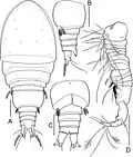 Bryocyclops asetus male
