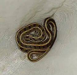 Dorsal view