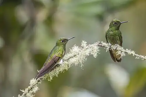B. f. flavescens Colombia