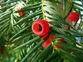 "foliage and cones"