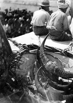 Horns of water buffaloes sacrificed in West Sumba Regency, c. 1936