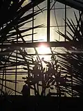 Cactus House