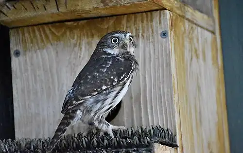 G. b. cactorum at Wild At Heart Raptors in Arizona.