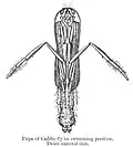 Pupa with oar-like swimming legs