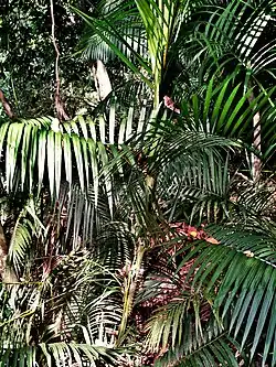 Habit