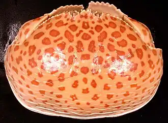 Mottled specimen, view from above