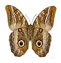 C. i. idomeneus, ventral, MHNT