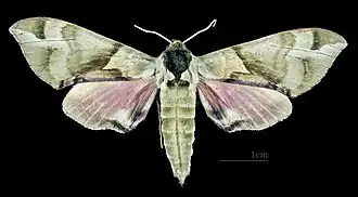 Male C. t. tatarinovii