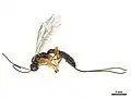 Calliephialtes thurberiae female