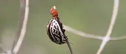 Calligrapha gyllenhali, México