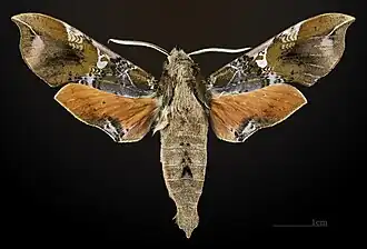 Male