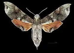 Female dorsal