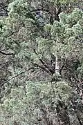 Mature tree