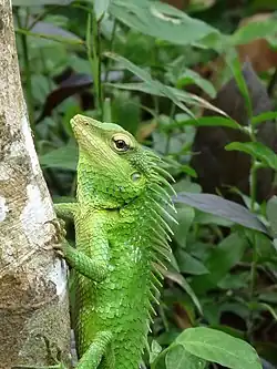 Head