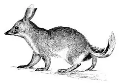 Macrotis lagotis