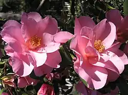 'Brigadoon'