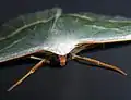 Close-up of Campaea margaritata head and forelegs