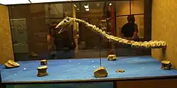 Fossil skull and neck