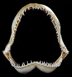 Jaws