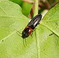 Cardiophorus discicollis, Austria